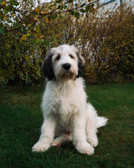 Polish Lowland Sheepdog sat beautifully in his garden