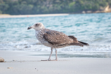 Close up of a juvenile black backed Gull or mollyhawk