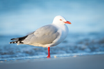 Red Billed Gull at beach