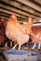 A group of red-feathered chickens in a special pen, poultry farm, poultry, agriculture.