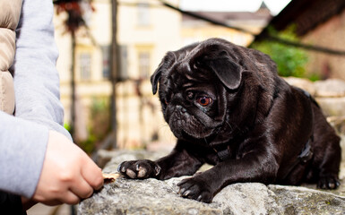 Black pug dog lies on a stone and looks at the owner's hand. The dog has a harness. Dog training. Dog food. Horizontal and blurred photo