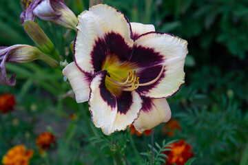 Beautiful white lily with a burgundy center close-up