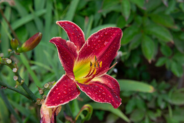 Beautiful bright red lily close-up against a background of green leaves