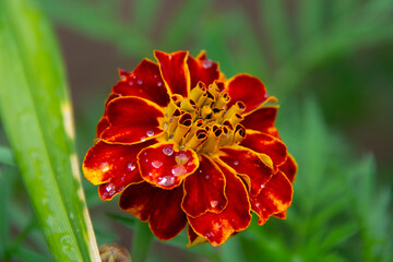 Beautiful red marigold flower with water droplets after rain on a blurred green background.