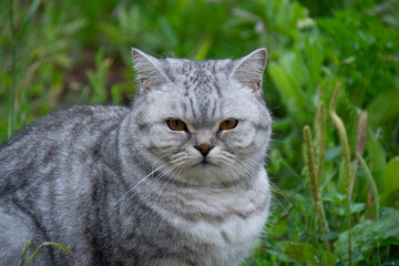 Beautiful gray British cat sitting on green grass in the garden in summer