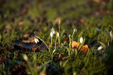 Snowdrop or common snowdrop, Galanthus nivalis, flower blooming the park.
