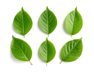 Fototapeta premium Six vibrant green leaves with prominent veins, arranged on a stark white background. Natural light casts shadows, highlighting texture