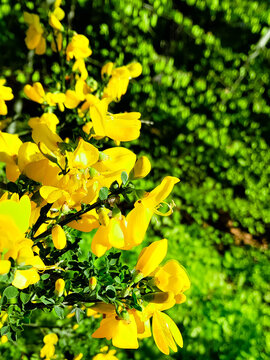 Close up of caragana arborescens Siberian pea-tree flowers.