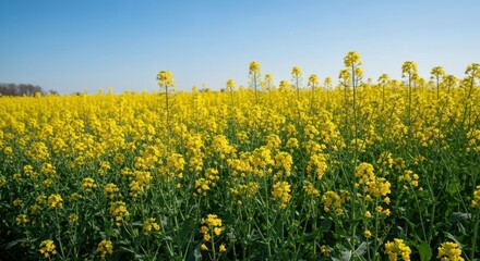 Vast field of bright yellow flowers under a clear, blue sky