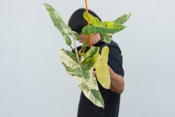 Closeup to New hybrid plant Philodendron billietiae x florida beautyin the pot  