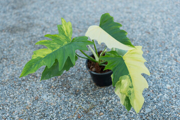 Closeup focus to fresh Florida beauty x mayoi x radiatum    