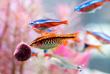 cherry barb in aquarium