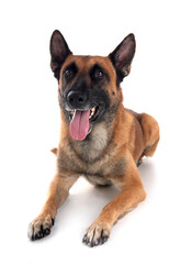 malinois in studio