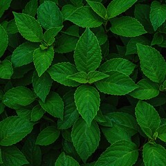 Vibrant and dense emerald foliage fills the frame, showcasing lush, healthy plant life with abundant, overlapping leaves and rich texture ,growth ,deep ,fresh