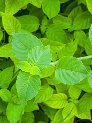 Nature Green Leave Background Fresh Greens Wallpaper. Close up green leave. Nature green plant pattern background and texture. fresh green leave background texture. nature background