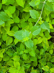 Nature Green Leave Background Fresh Greens Wallpaper. Close up green leave. Nature green plant pattern background and texture. fresh green leave background texture. nature background