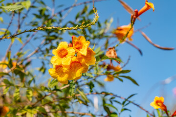 ecoma stans is a species of flowering perennial shrub in the trumpet vine family, Bignoniaceae. Los Angeles County Arboretum and Botanic Garden. Arcadia, California October
