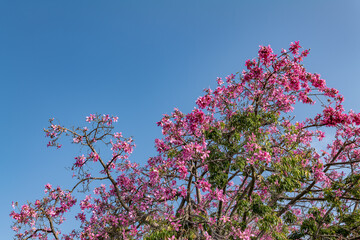 Ceiba speciosa, the floss silk tree (formerly Chorisia speciosa), is a species of deciduous tree. Los Angeles County Arboretum and Botanic Garden. Arcadia, California October
