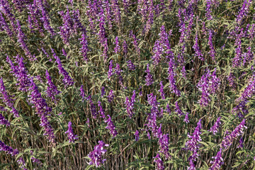 Obraz premium Salvia leucantha, or Mexican bush sage, is a herbaceous perennial plant. Los Angeles County Arboretum and Botanic Garden. Arcadia, California October 