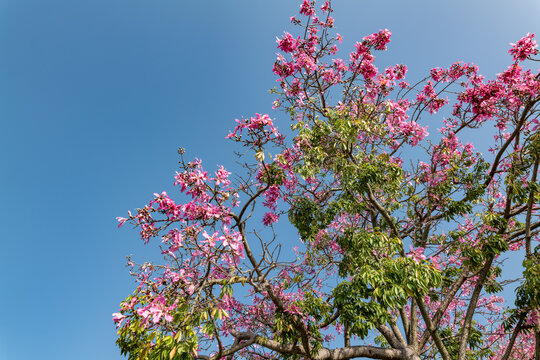 Ceiba speciosa, the floss silk tree (formerly Chorisia speciosa), is a species of deciduous tree. Los Angeles County Arboretum and Botanic Garden. Arcadia, California October
