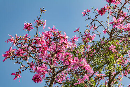 Ceiba speciosa, the floss silk tree (formerly Chorisia speciosa), is a species of deciduous tree. Los Angeles County Arboretum and Botanic Garden. Arcadia, California October
