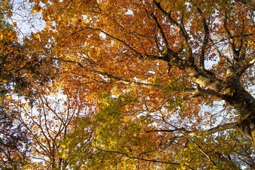 美しい紅葉の森を歩く	