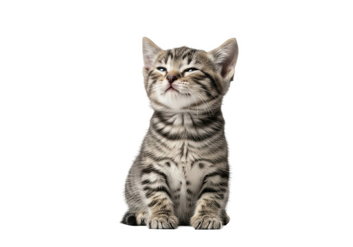 Tiny grey striped tabby kitten (8 weeks) sitting upright, eyes closed in bliss, captured close-up against a transparent studio background with ample copy space. concept of successful pet care