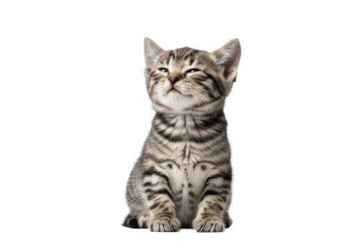 Tiny grey striped tabby kitten (8 weeks) sitting upright, eyes closed in bliss, captured close-up against a transparent studio background with ample copy space. concept of successful pet care
