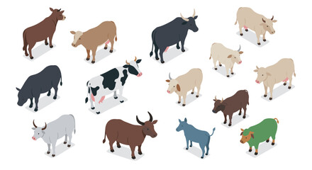 Obraz premium Diverse isometric cattle breeds collection for farm and agriculture design projects