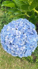 purple hydrangea flowers close up - blooming flowers in nature