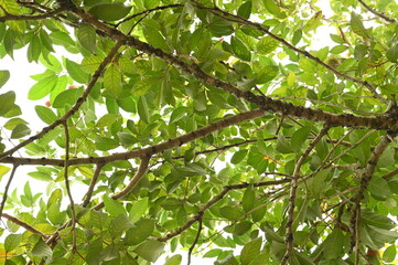 Fototapeta premium Medium Shots Of Rambutan Tree Branch
