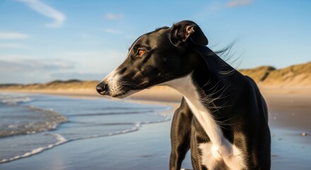 Sleek greyhound dog standing or running, showing slim body, elegant form, and smooth short coat.