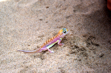 Gecko dans le désert en Namibie