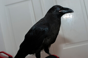 Obraz premium Black raven bird Corvus corax, dark style, big black scary bird sitting. Portrait for Halloween.