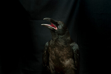 Obraz premium Black raven bird Corvus corax, dark style, big black scary bird sitting. Portrait for Halloween.