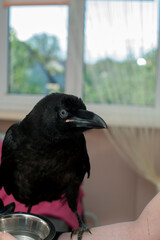 Obraz premium Black raven bird Corvus corax, dark style, big black scary bird sitting. Portrait for Halloween.