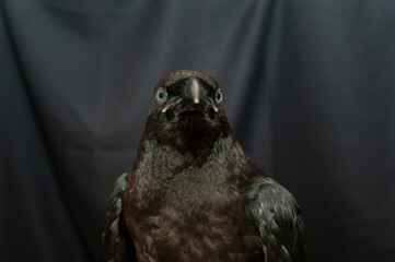 Obraz premium Black raven bird Corvus corax, dark style, big black scary bird sitting. Portrait for Halloween.