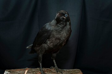 Obraz premium Black raven bird Corvus corax, dark style, big black scary bird sitting. Portrait for Halloween.