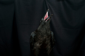 Obraz premium Black raven bird Corvus corax, dark style, big black scary bird sitting. Portrait for Halloween.
