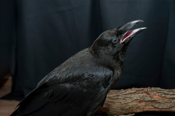 Obraz premium Black raven bird Corvus corax, dark style, big black scary bird sitting. Portrait for Halloween.