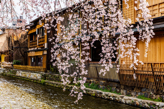 Kyoto: Spring cherry blossoms and old townscape