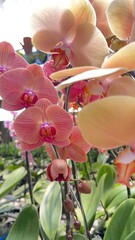 pink orchid flower blooming in garden