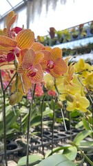 yellow orchid flower blooming in garden