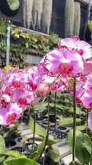lilac orchid flower blooming in garden