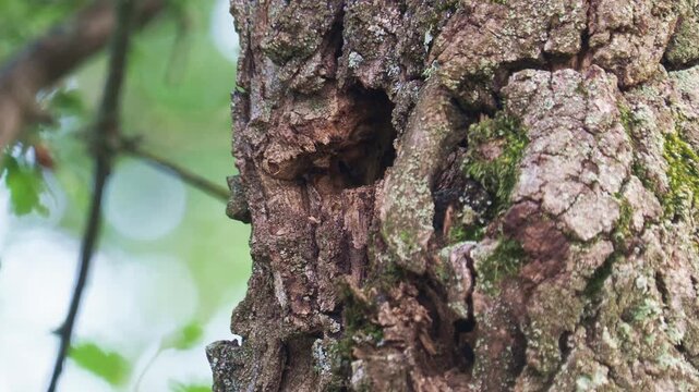 Northern wryneck bird get rid of the droppings and drop them a short distance, Jynx torquilla