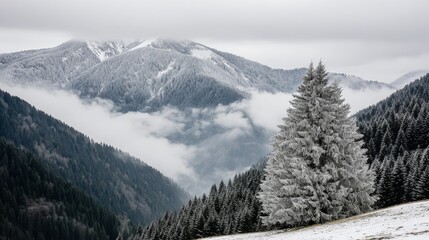 Fototapeta premium Frosted evergreen in foreground a serene winter valley where low fog separates snow clad mountain slopes from dark green forest under a muted, cloudy sky christmas greeting card background copy space