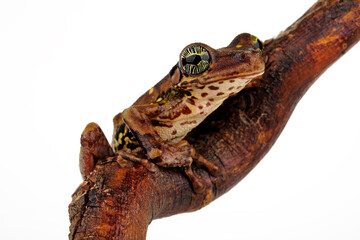 Amazonas-Milchfrosch, Knochenkopflaubfrosch // Manaus slender-legged tree frog (Osteocephalus...