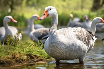 Fototapeta premium Bar headed goose standing in shallow water with other geese resting on the bank of a pond, creating a serene wildlife scene