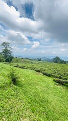 tea plantation landscape