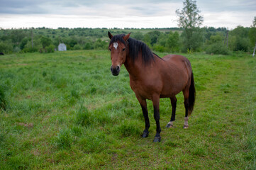 Fototapeta premium Wild horses in a large meadow with a beautiful view of the pale sky and silence at dawn